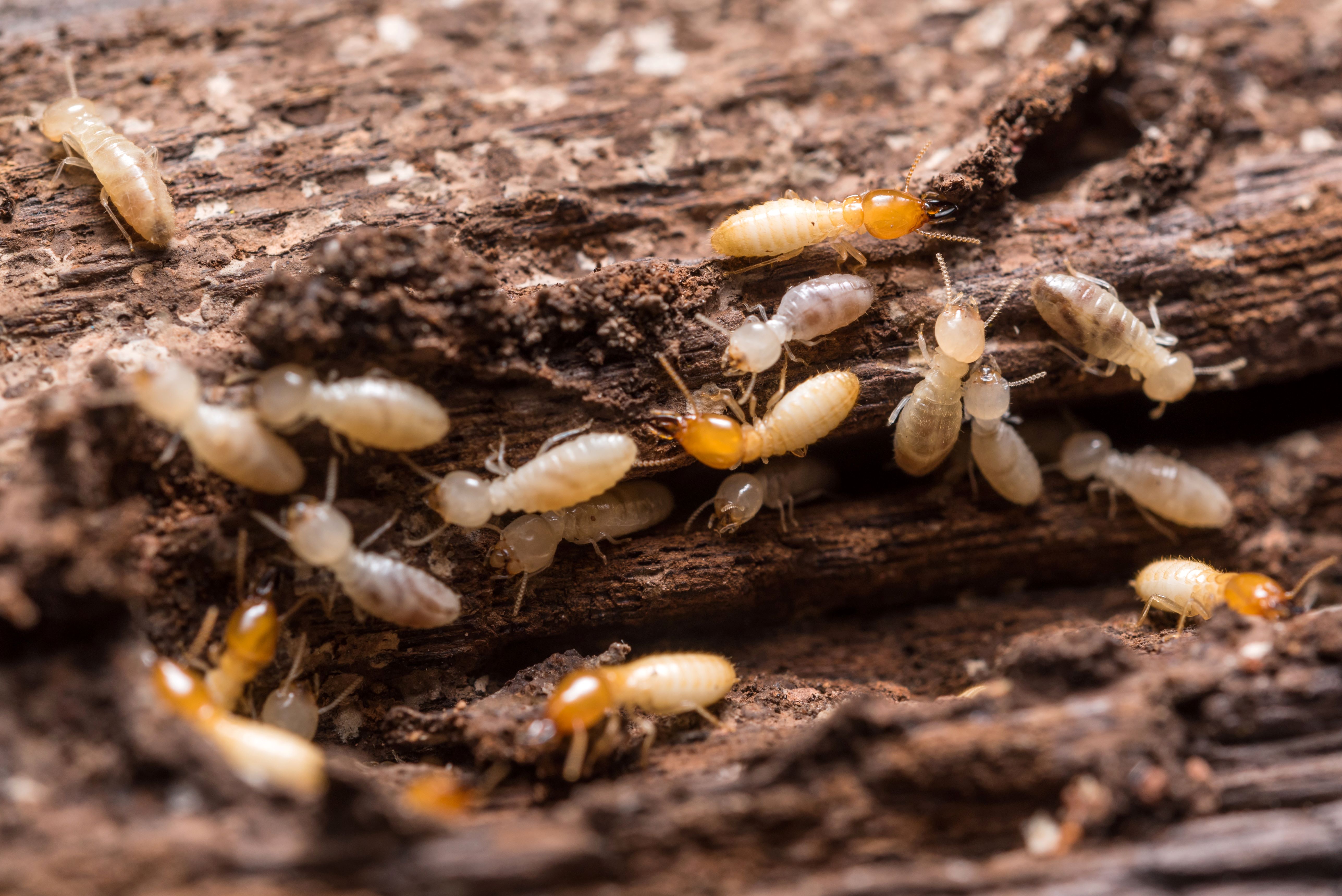 Termites : un possible impact sur le cycle global du carbone